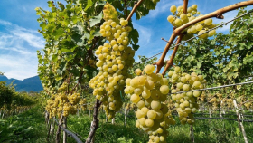 Крымские виноделы отмечают резкое подорожание винограда